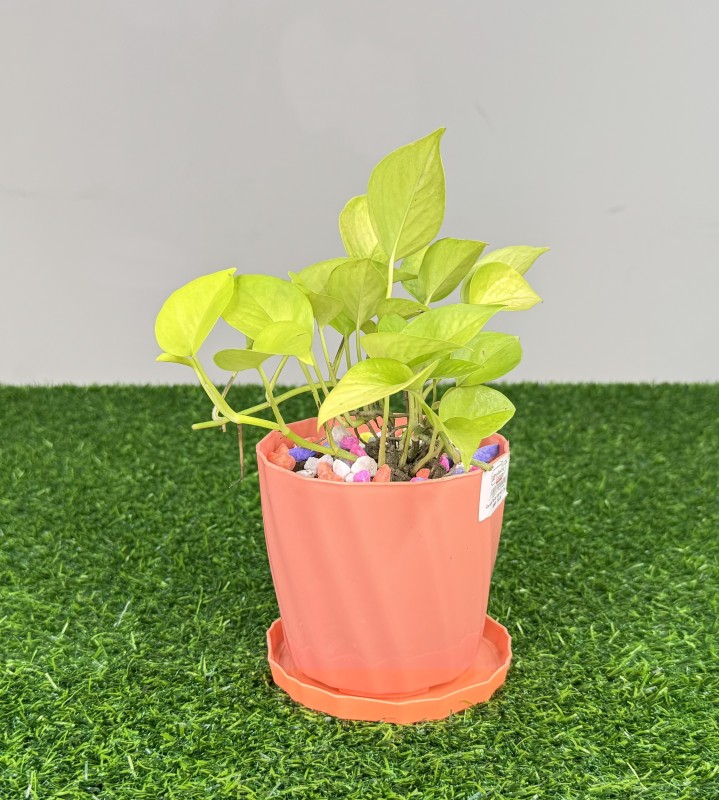 Money Plant (Epipremnum Aureum)