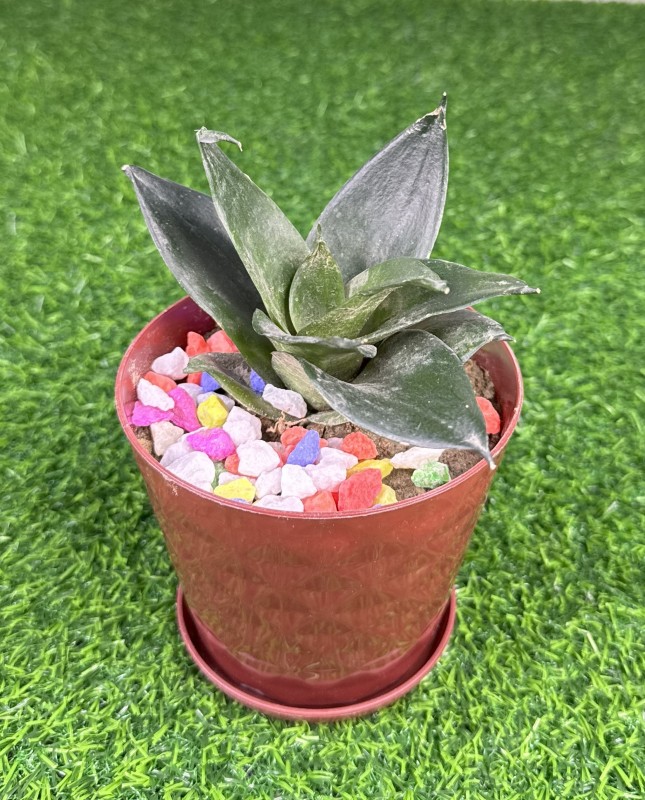 Mini Snake Plant (Sansevieria Trifasciata)