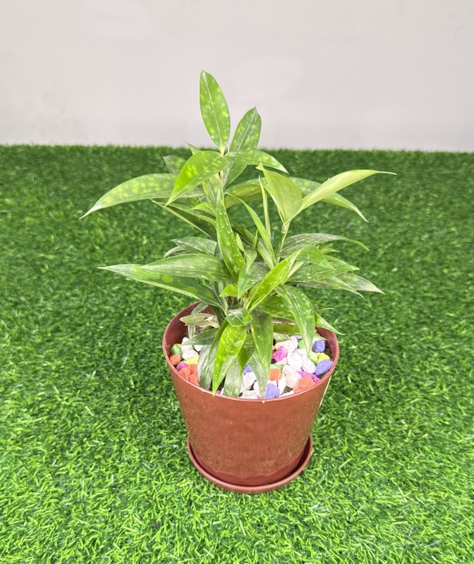 Gold dust dracaena গোল্ড ডাস্ট ড্রাকেনা