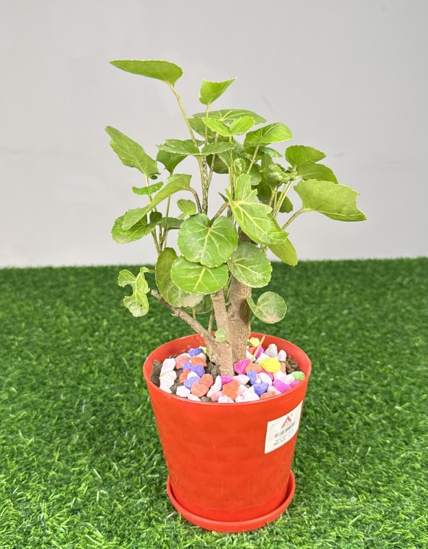 Apple Pata Plant (Physalis Angulata)