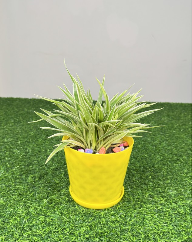 Spider Plant (Chlorophytum Comosum)