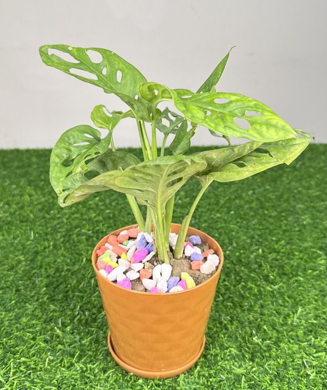 Indian Monster Plant (Monstera Deliciosa)