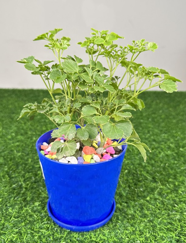 Agnishor Plant (Clerodendrum Infortunatum).