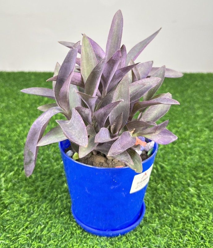 Purple Queen Plant (বেগুনিয়া)