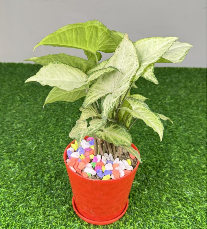 Arrowhead Plant (Syngonium Podophyllum)