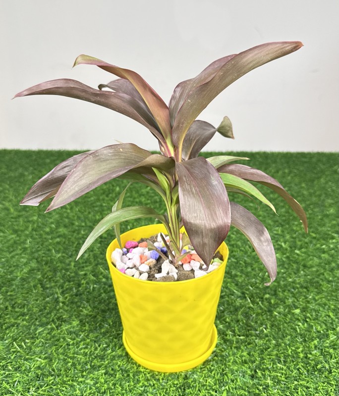 Ti Plant (Cordyline Fruticosa)